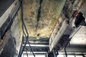 Best Basement Mold Removal in Norwood, NY